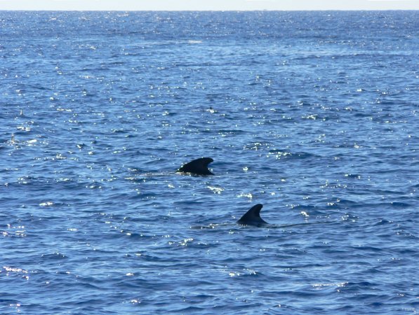 88- Un groupe de globicephales vient nager pres du bateau 